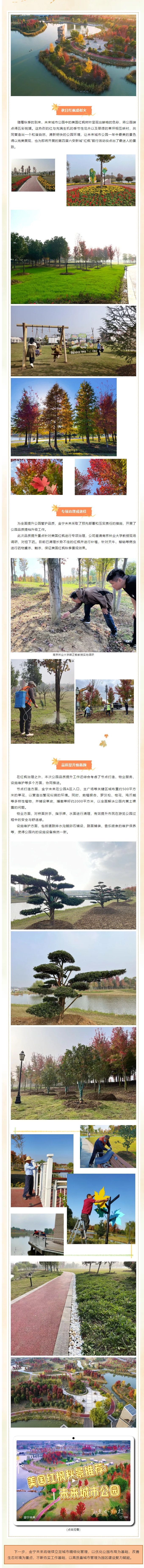 邀您秋日賞楓 | 金寧未來開展公園品質提升行動